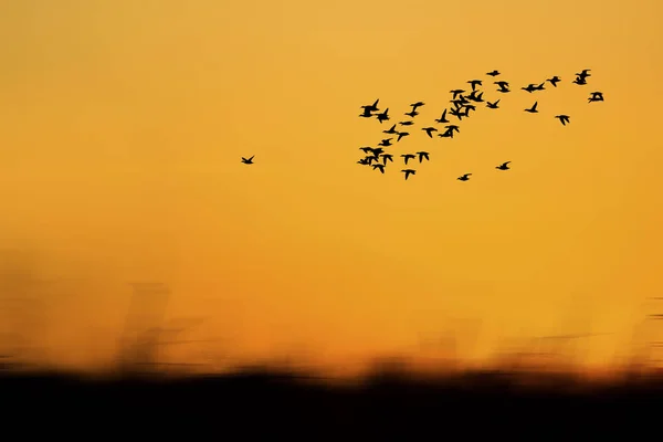 Příroda Létající Ptáci Teplé Barvy Pozadí Západem Slunce — Stock fotografie