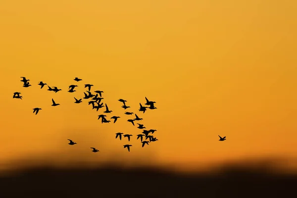 Solnedgång Natur Och Flygande Fåglar Varma Färger Och Solnedgång Bakgrund — Stockfoto