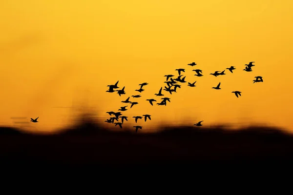 Sunset Nature Flying Birds Warm Colors Sunset Background — Stock Photo, Image