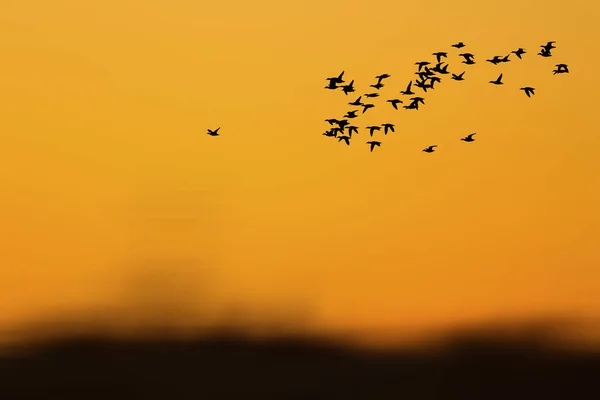 Sonnenuntergang Natur Und Fliegende Vögel Warme Farben Und Sonnenuntergang Hintergrund — Stockfoto