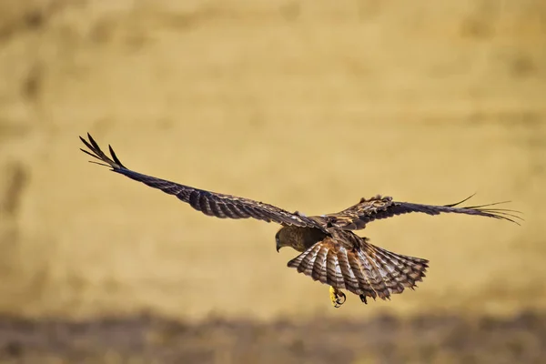 Ptak Drapieżne Buzzard Żółte Tło Przyrodnicze Ptak Długonożna Buzzard Buteo — Zdjęcie stockowe