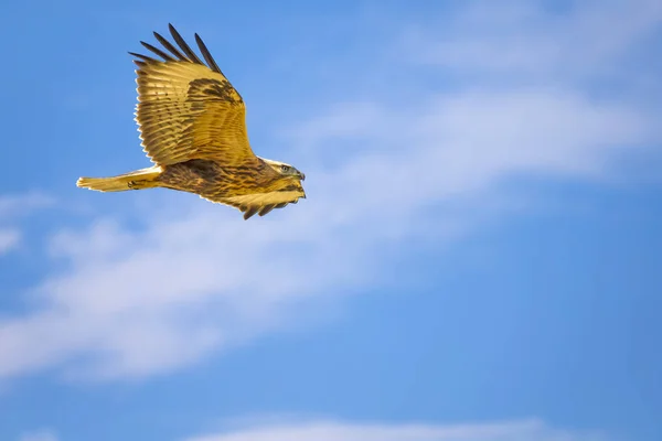 Pássaro Rapina Buzzard Fundo Natureza Amarela Buzzard Pernas Compridas Buteo — Fotografia de Stock