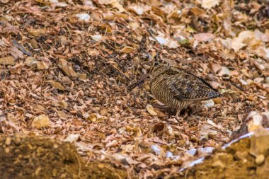 Woodcock. Kuru yapraklar arka plan. Kuş: Avrasya Woodcock. Scolopax rusticola.