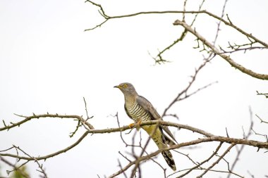 Ortak Guguk kuşu. Cuculus kanor. Beyaz arka plan.