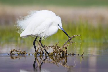 Beyaz ot. Renkli doğa arka plan. Kuş: Küçük Egret. Egretta garzetta. 