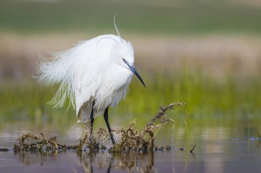 Beyaz ot. Renkli doğa arka plan. Kuş: Küçük Egret. Egretta garzetta. 