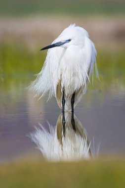 Beyaz ot. Renkli doğa arka plan. Kuş: Küçük Egret. Egretta garzetta. 