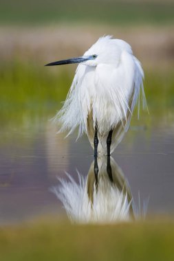 Beyaz ot. Renkli doğa arka plan. Kuş: Küçük Egret. Egretta garzetta. 