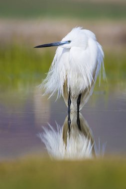 Beyaz ot. Renkli doğa arka plan. Kuş: Küçük Egret. Egretta garzetta. 