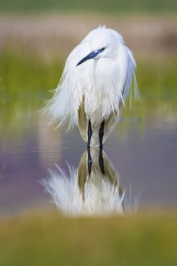 Beyaz ot. Renkli doğa arka plan. Kuş: Küçük Egret. Egretta garzetta. 