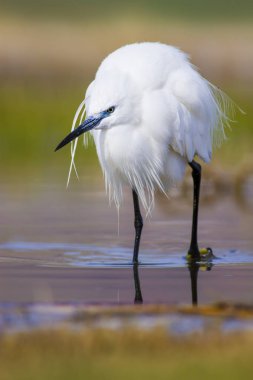 Beyaz ot. Renkli doğa arka plan. Kuş: Küçük Egret. Egretta garzetta. 