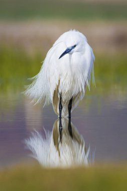 Beyaz ot. Renkli doğa arka plan. Kuş: Küçük Egret. Egretta garzetta. 