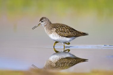 Su ve kuş. Sandpiper. Renkli doğa arka plan. Kuş: ahşap Sandpiper. Erkan efe.