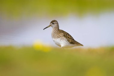 Su ve kuş. Sandpiper. Renkli doğa arka plan. Kuş: ahşap Sandpiper. Erkan efe.