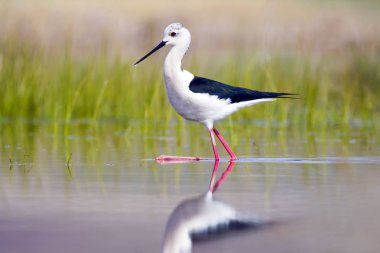 Sevimli su kuşu. Siyah kanatlı Stilt. Renkli doğa habitat arka plan. Siyah kanatlı Stilt Himantopus himantopus.