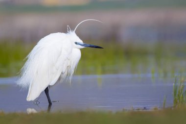 Beyaz ot. Renkli doğa arka plan. Kuş: Küçük Egret. Egretta garzetta. 