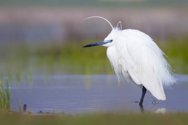 Beyaz ot. Renkli doğa arka plan. Kuş: Küçük Egret. Egretta garzetta. 