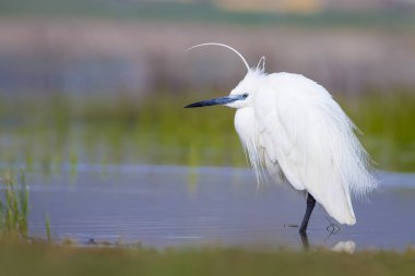 Beyaz ot. Renkli doğa arka plan. Kuş: Küçük Egret. Egretta garzetta. 