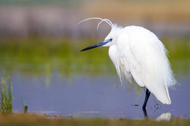 Beyaz ot. Renkli doğa arka plan. Kuş: Küçük Egret. Egretta garzetta. 