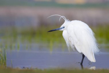Beyaz ot. Renkli doğa arka plan. Kuş: Küçük Egret. Egretta garzetta. 