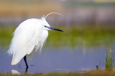 Beyaz ot. Renkli doğa arka plan. Kuş: Küçük Egret. Egretta garzetta. 