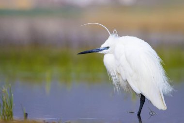 Beyaz ot. Renkli doğa arka plan. Kuş: Küçük Egret. Egretta garzetta. 