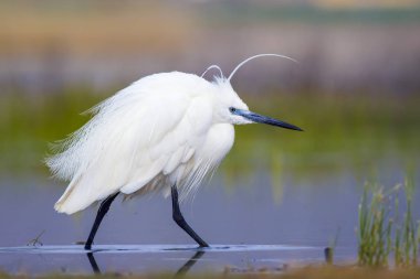 Beyaz ot. Renkli doğa arka plan. Kuş: Küçük Egret. Egretta garzetta. 