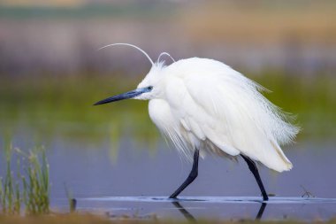 Beyaz ot. Renkli doğa arka plan. Kuş: Küçük Egret. Egretta garzetta. 