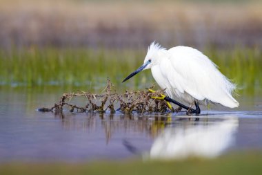 Beyaz ot. Renkli doğa arka plan. Kuş: Küçük Egret. Egretta garzetta. 