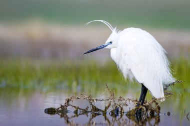 Beyaz ot. Renkli doğa arka plan. Kuş: Küçük Egret. Egretta garzetta. 