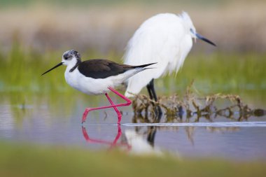 Sevimli su kuşu. Siyah kanatlı Stilt. Renkli doğa habitat arka plan. Siyah kanatlı Stilt Himantopus himantopus.
