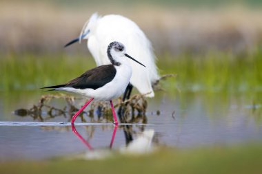 Sevimli su kuşu. Siyah kanatlı Stilt. Renkli doğa habitat arka plan. Siyah kanatlı Stilt Himantopus himantopus.