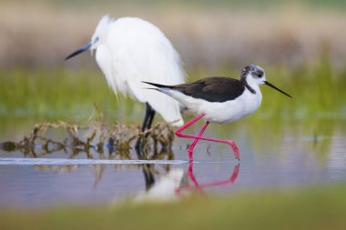 Sevimli su kuşu. Siyah kanatlı Stilt. Renkli doğa habitat arka plan. Siyah kanatlı Stilt Himantopus himantopus.