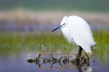 Beyaz ot. Renkli doğa arka plan. Kuş: Küçük Egret. Egretta garzetta. 