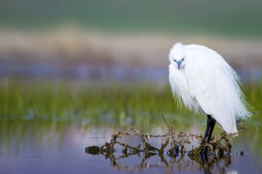 Beyaz ot. Renkli doğa arka plan. Kuş: Küçük Egret. Egretta garzetta. 