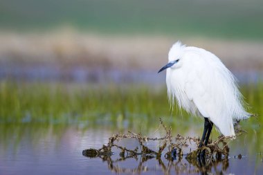 Beyaz ot. Renkli doğa arka plan. Kuş: Küçük Egret. Egretta garzetta. 