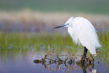Beyaz ot. Renkli doğa arka plan. Kuş: Küçük Egret. Egretta garzetta. 