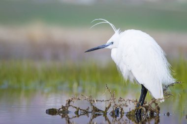 Beyaz ot. Renkli doğa arka plan. Kuş: Küçük Egret. Egretta garzetta. 