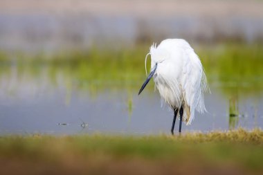 Beyaz ot. Renkli doğa arka plan. Kuş: Küçük Egret. Egretta garzetta. 