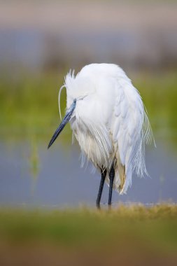 Beyaz ot. Renkli doğa arka plan. Kuş: Küçük Egret. Egretta garzetta. 
