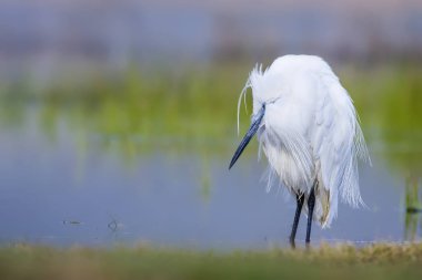 Beyaz ot. Renkli doğa arka plan. Kuş: Küçük Egret. Egretta garzetta. 