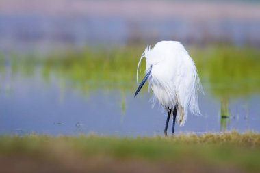 Beyaz ot. Renkli doğa arka plan. Kuş: Küçük Egret. Egretta garzetta. 