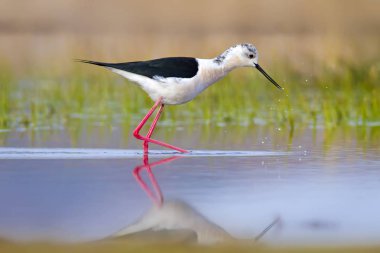 Sevimli su kuşu. Siyah kanatlı Stilt. Renkli doğa habitat arka plan. Siyah kanatlı Stilt Himantopus himantopus.