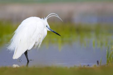 Beyaz ot. Renkli doğa arka plan. Kuş: Küçük Egret. Egretta garzetta. 