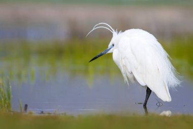 Beyaz ot. Renkli doğa arka plan. Kuş: Küçük Egret. Egretta garzetta. 