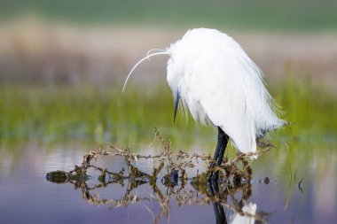 Beyaz ot. Renkli doğa arka plan. Kuş: Küçük Egret. Egretta garzetta. 