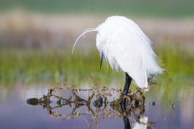Beyaz ot. Renkli doğa arka plan. Kuş: Küçük Egret. Egretta garzetta. 