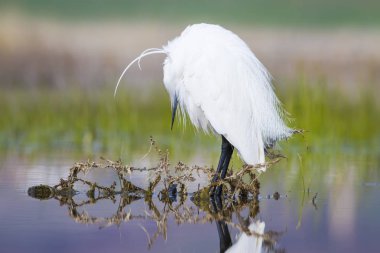 Beyaz ot. Renkli doğa arka plan. Kuş: Küçük Egret. Egretta garzetta. 