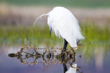 Beyaz ot. Renkli doğa arka plan. Kuş: Küçük Egret. Egretta garzetta. 