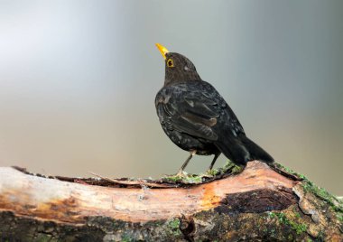 Sevimli siyah kuş. Arka planı bulanıklaştırın. Ortak Blackbird.